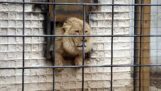 Το θυμωμένο  λιοντάρι στον ζωολογικό κήπο