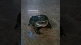 Vihainen sammakko
