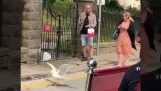 The Seagull thief lurking