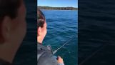 Bläckfisk kasta bläck av fiskarna