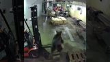 Медвед у фабрици за прераду рибе