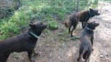 Üç hareketsiz köpekler