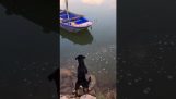 犬がボートに子犬を節約します