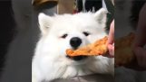Как вы собаку съесть брокколи