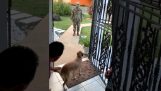 Пас упознаје свог шефа после 8 месеци