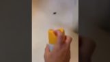 Battle with a cockroach