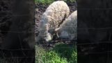 bravy ovce;