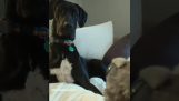 Reaktionen af ​​en hund foran en skræmmende dukke