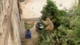 קוף משתמש בעץ לקפוץ רחוק