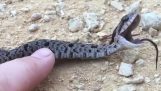 Bir yılan Pretending öldü