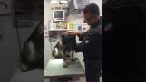 A police dog at the vet