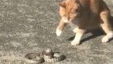 Кошка против змеи