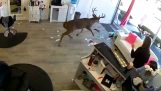 Cerfs communs entre dans le salon