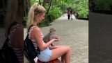 Frau, die vortäuscht Nahrung für einen Affen haben
