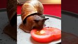 Охлюв яденето на домати в забързан