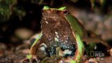 La grenouille de Darwin mâle “engendre” petite de la bouche