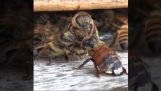 Les abeilles nettoyer un collègue recouvert de miel