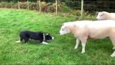 Τσοπανόσκυλο αντιμετωπίζει δύο άγρια πρόβατα