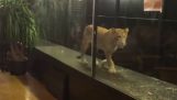 イスタンブールのバーは、顧客を引き付けるためにライオンを公開します