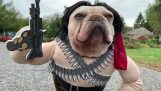 Der Hund gekleidet Rambo