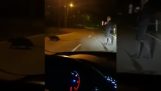 Automobilista aiuta un castoro attraversare la strada