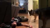 Dvaja psi sa snaží prebudiť ich šéfa