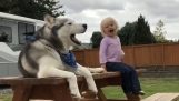 Husky подражает девушку кричащей