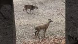 Deer against fake deer