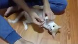 Hur lugna en katt att klippa naglarna