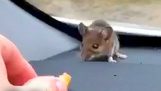 O rato no carro