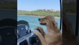 Hond drijft een zeeschip