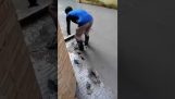 Câine merge pe beton proaspat