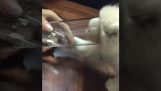 O gato prende um vidro da água