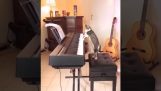 A macska zenész