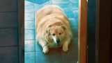 En overvektig hund mister 45 pounds