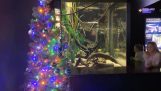 Elektrisk ål belyse et juletræ