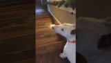 Pes sa snaží zostupovať schodisko