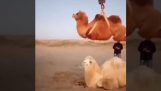 Παράνομο παρκάρισμα καμήλας