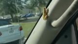 The frog in the car