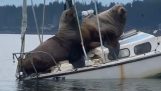 Δύο θαλάσσια λιοντάρια πάνω σε ένα μικρό σκάφος