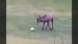 Deer opnår et mål