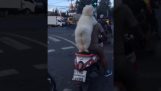 Ein aufmerksamer Hund auf einem Motorrad