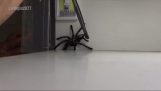 Wie eine große Spinne fangen