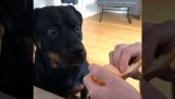 Un cane che ama le clementine