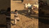 儀式上兩頭牛點燃 (巴基斯坦)