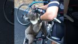 Törstig koala be vatten från cyklister