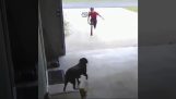 Szybkie przytulić w pies sąsiada