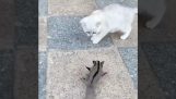 A sakcharopetafros domesticar un gatito