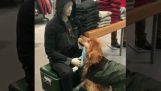 Dog waits fondling a mannequin