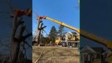 Hvordan et træ er konstrueret